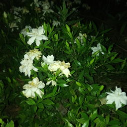 这种类似桅子花香的植物叫什么