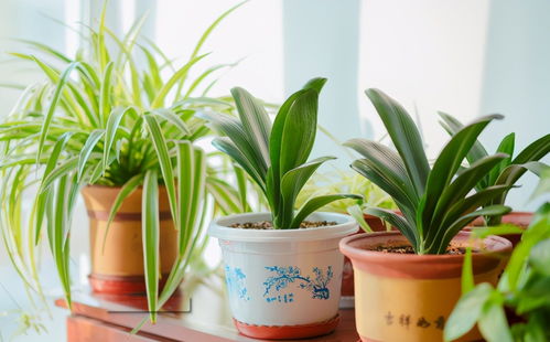养好花的前提是让养花土变得更疏松肥沃,但该怎么操作