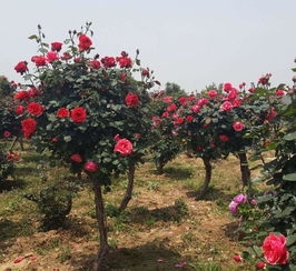 苗圃改建,老桩树状月季花全部处理,一株双色,一年能开300天 种植