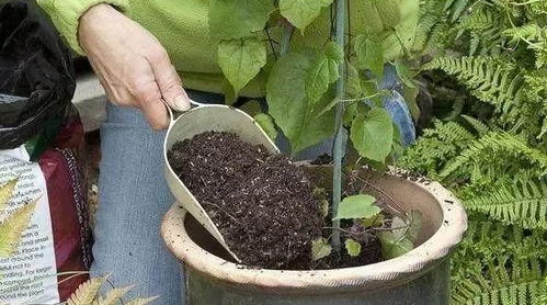 花盆里的土铲都铲不动,板结的太厉害 教你一招解决