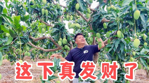 投资30万种植几十亩果园,如今6年过去了,看看小伙赚到多少钱