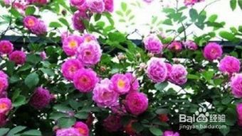 哪些花室内不能养