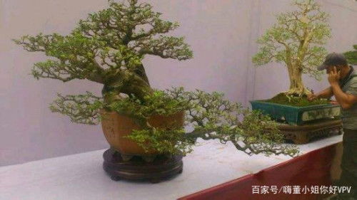 九里香为什么不开花,四个步骤教你解决 