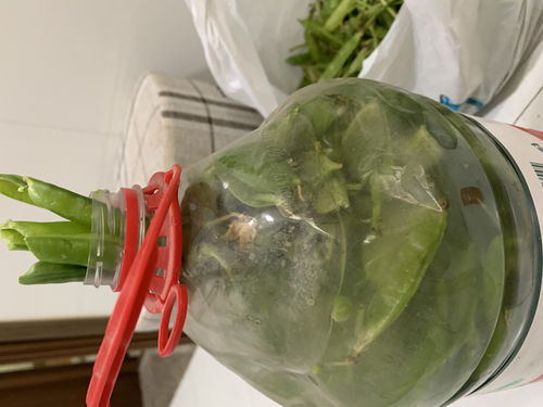 家庭沤肥,厨余堆肥详细步骤,阳台花园必备