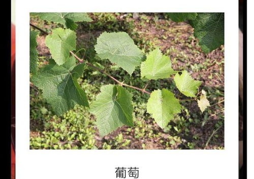 网上买的 5bb砧木阳光玫瑰 长出叶子了,大家跟鉴定下真伪,是阳光玫瑰吗