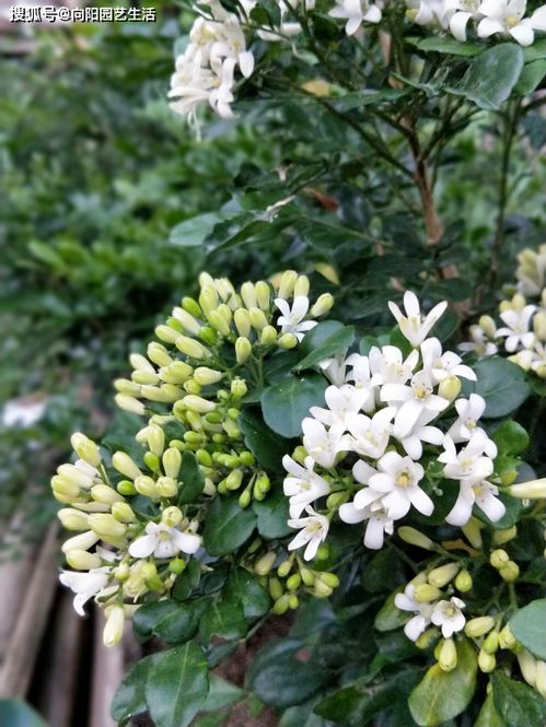 姥姥家养的九里香,已经9年了,满树开白花,花香浓郁叶子亮