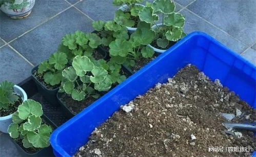花土怎么杀菌消毒 3个简单至极的方法,往往最有效实用