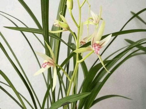 这 3种 配方就是牛逼,用来养兰花,根大又壮
