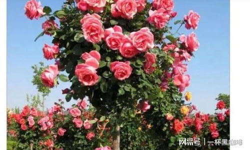 此花树优雅美丽,家中有庭院的,一定要种植两棵,韵味十足