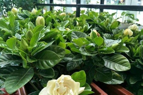 养栀子花,土里丢点小东西,花根长得壮,开花多,又美又香