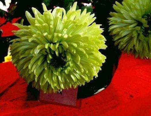 这三种花卉,都是菊花中的 宝贝 ,美丽迷人,很适合9月份养护
