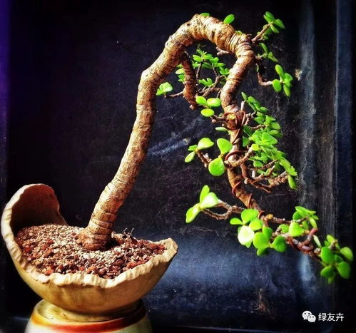 金枝玉叶毒性大吗
