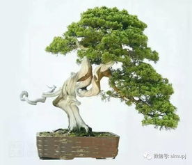 盆景艺术鉴赏的三个要领 观 品 悟