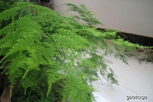 给花浇水,要见干浇水,浇则浇透,还有重要1点,根壮叶绿花多 花草