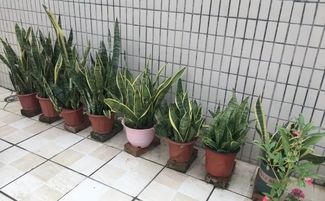 大神养虎皮兰,塑料盆都撑破了, 小崽子 ,半个月长50公分