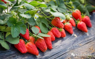 夏天快来了,草莓苗夏季管理技术学起来