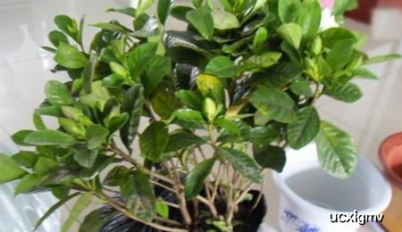 新买的栀子花有 3怕 ,难怪黄叶 掉花苞,千万要管住手