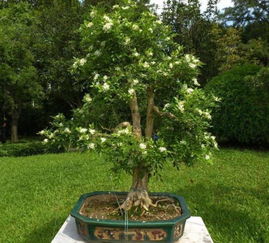 绿萝抓紧扔了吧 此花极品,比桂花还香,见土就活,种死算你狠