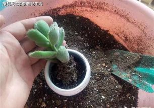 多肉植物养不好,就是 手太欠 ,看看这4点,你中招了没有