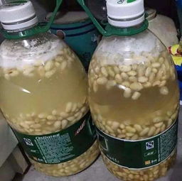 黄豆水发酵需要多少天