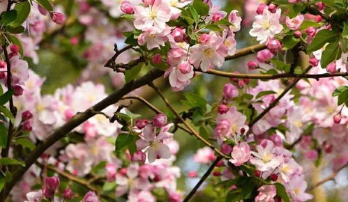 庭院养上四种耐寒耐阴花,冬季在室外顺利越冬,年年开花很漂亮