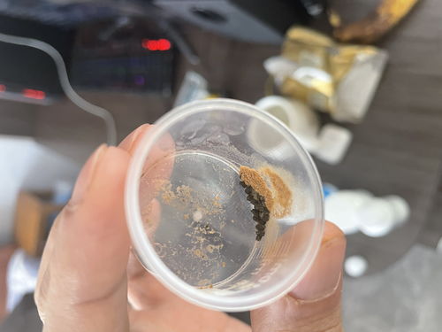 新鱼到家检疫,及常备用药