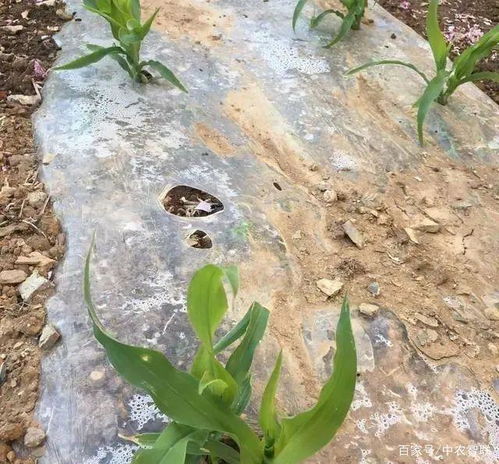 春玉米种植后,幼苗期怎样操作和田间管理