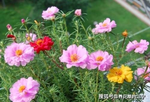 夏天养太阳花,了解掌握5个要点,花期长,开花多