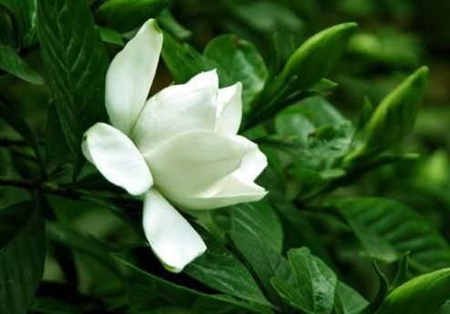 别再 乱养 栀子花了,2个 基础 打不好,咋养都 难养活