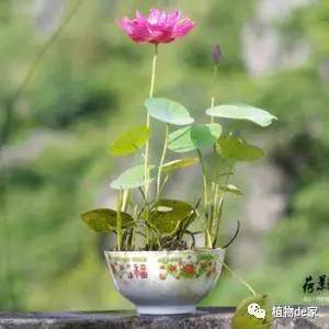 一个碗一盆水,种 碗莲 漂亮又好养,为什么不告诉我
