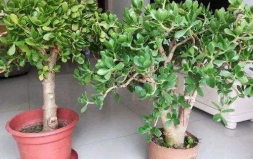 为了镇宅招财而养花,不如就盆栽这3款,好看 好养又旺财