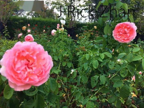盘点那些适合种植花园 庭院 的超级月季