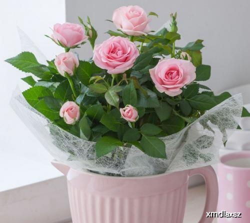 让花卉经久不衰,最重要的是根,学会这些让花卉蹭蹭长