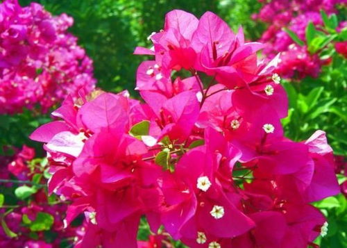 3种花现在养刚刚好,开花很漂亮,浇水就疯长,越养越喜欢