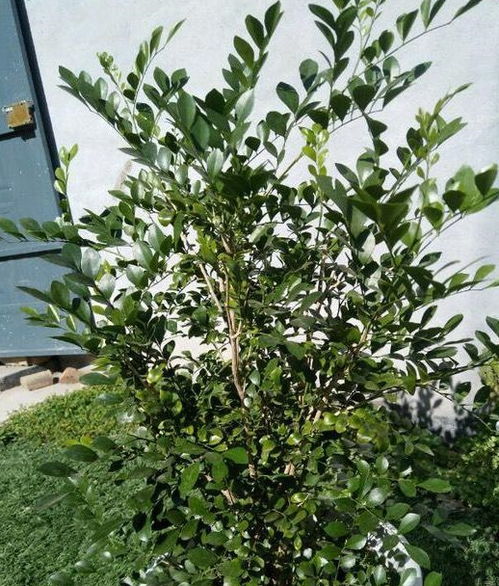 九里香还不开花 简单 3招 ,花开满枝,好看芳香,成大气盆景