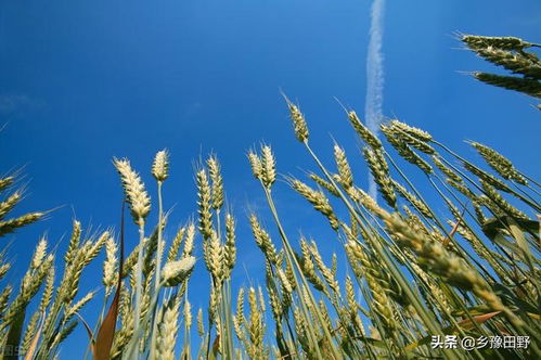 尿素的利用率只有30 左右 是真的吗 和它搭配利用率蹭蹭往上涨
