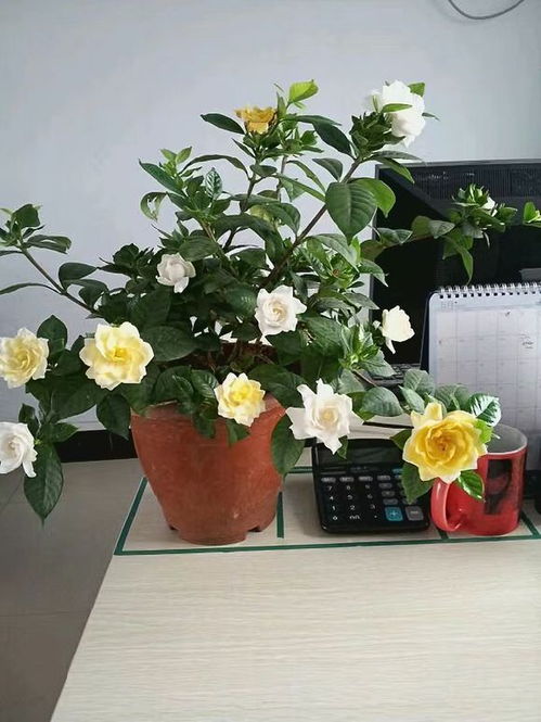 栀子花怎么换盆 按这 时间段 ,换一次壮一次,越养越茂盛