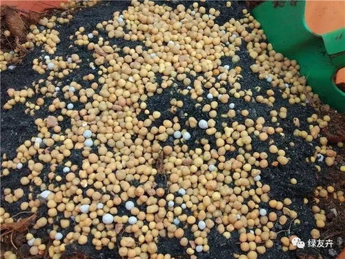 多肉盆里的小黄豆,掐破全是肥料,1个月肥到爆炸