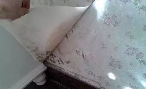 为什么说秋季装修比较好