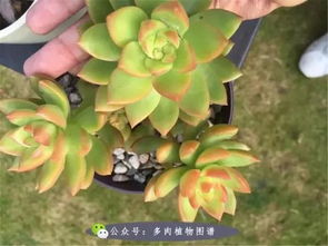 用最简单的泥炭加沙子养多肉,有人和我配土一样吗