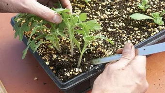 她把这个丢进花盆,植物不发黄不干枯多养好几年