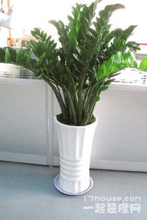 客厅摆什么绿植好 客厅绿植推荐