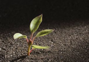 养花的土壤怎么翻 什么样的土壤更适合培养花卉植物