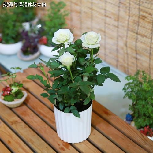 室内养花需要注意什么 初为新手,将这5点做到位就好