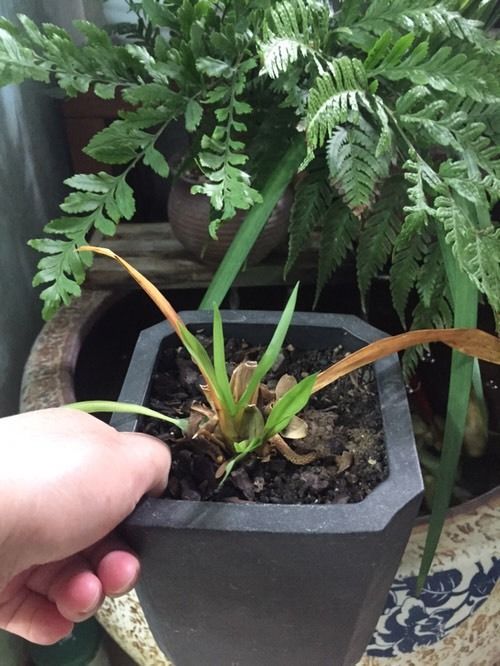 这花不能用土养,一浇水就烂根,赶紧换掉