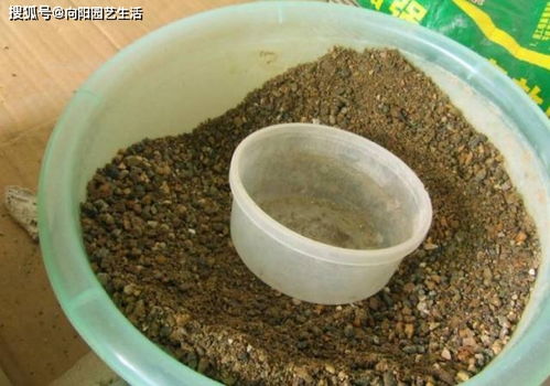 养多肉,不用买颗粒土,直接用 粗河沙 ,拌在土里照样能用