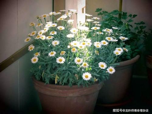 如何正确地摆放花卉来旺运