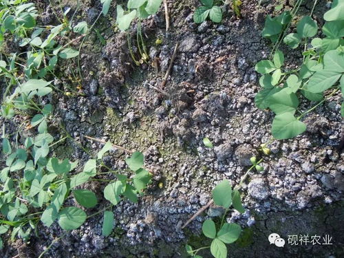 带你认识设施菜地土壤盐渍化