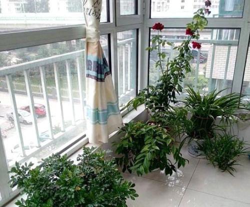 阳台花卉可 自由控光 ,花朵周期 随心定 ,啥花都适用