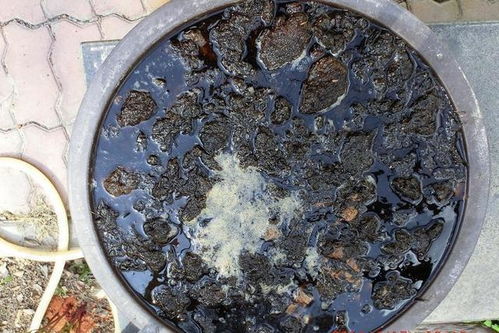 羊粪蛋 养兰花 3个方式肥效高,新芽 哗哗 冒,花芽挤满盆